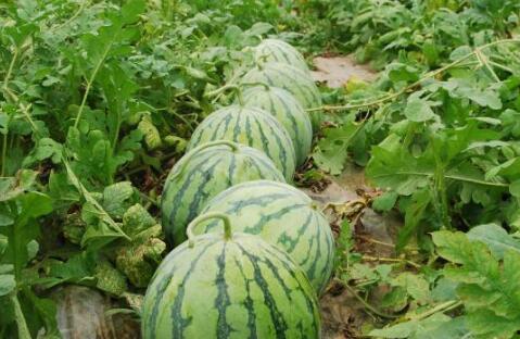 梦见吃瓜藤上的瓜,瓜藤上的瓜，揭秘梦境中的神秘果实