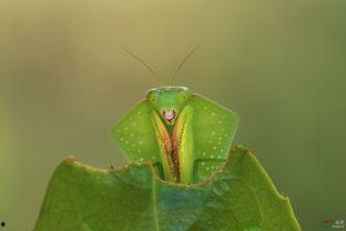 瓜老师螳螂蜕皮八次进化,八次蜕皮，见证进化奇迹