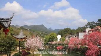 桃溪网红,揭秘网络红人的魅力与影响力