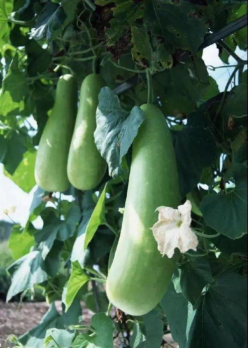 长水痘可以吃蒲瓜,长水痘期间的食疗之道