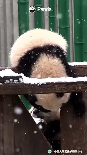 熊吃瓜视频,揭秘网络红人背后的故事