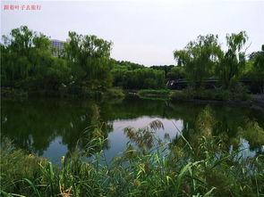 济南后花园今日头条,探寻泉城绿意盎然的休闲胜地