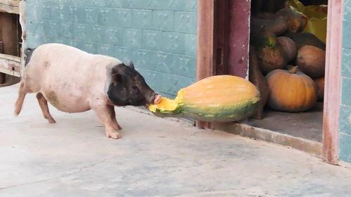 如何防止动物吃瓜,有效防止动物偷食瓜果的实用方法