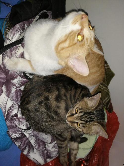 吃瓜猫文,揭秘娱乐圈那些不为人知的幕后故事